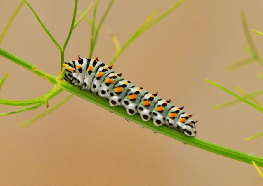 bruco, e protuberanze sconosciute - Papilio machaon